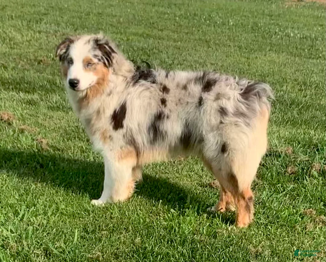 Mixed Breed dogs for sale: Oreo  - Ad 5
