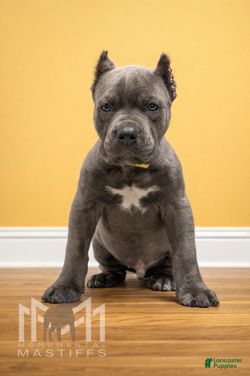 Mixed Breed dogs Yellow Collar Male - Ad 1