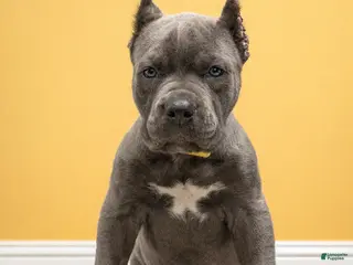 Mixed Breed dogs Yellow Collar Male - Ad 1