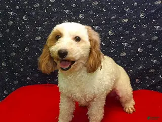 Bichpoo dogs Keisha - Ad 24