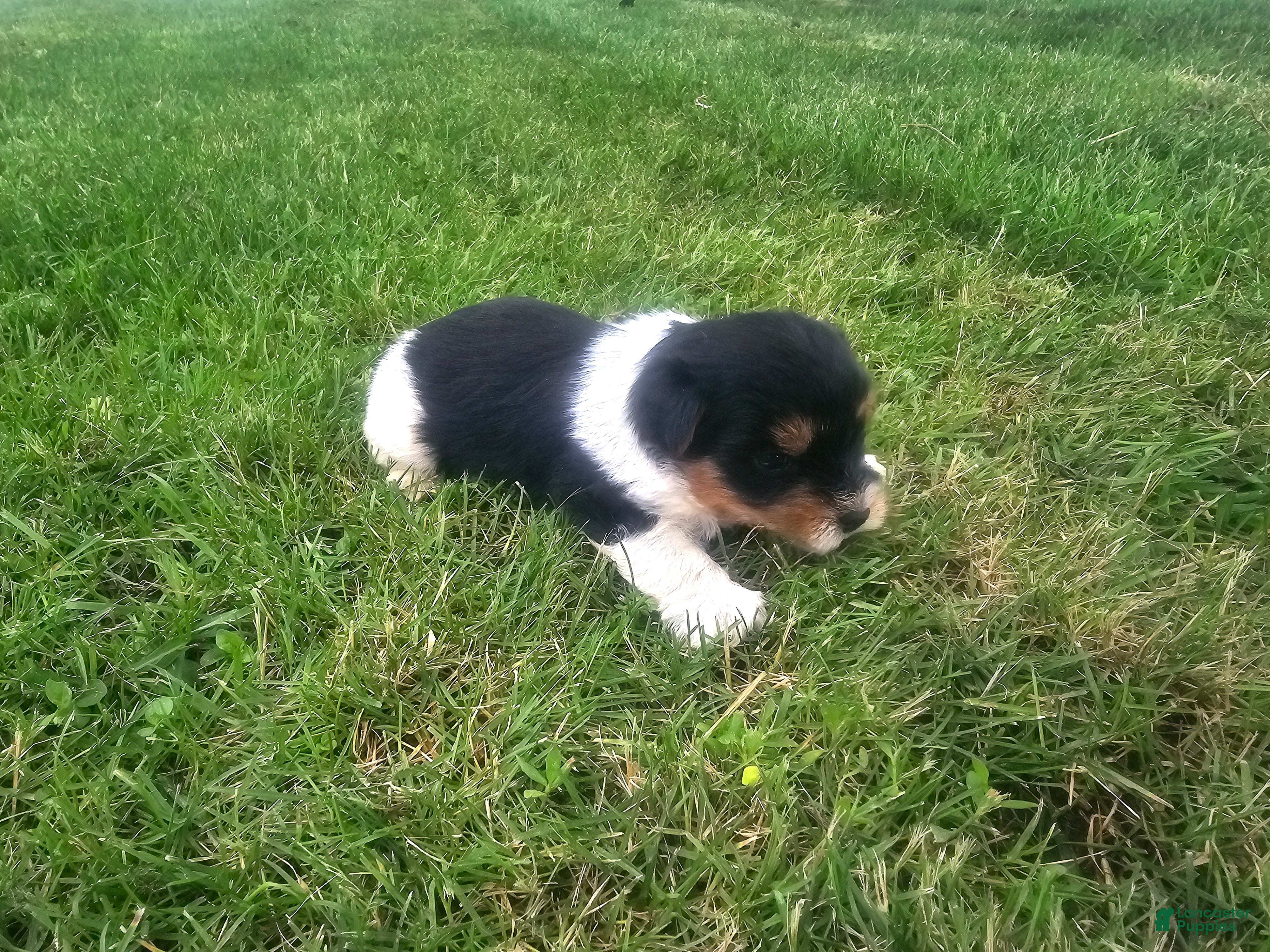 Yorkshire Terrier dogs for sale: Yorkshire Terrier Puppy 2 - Ad 1