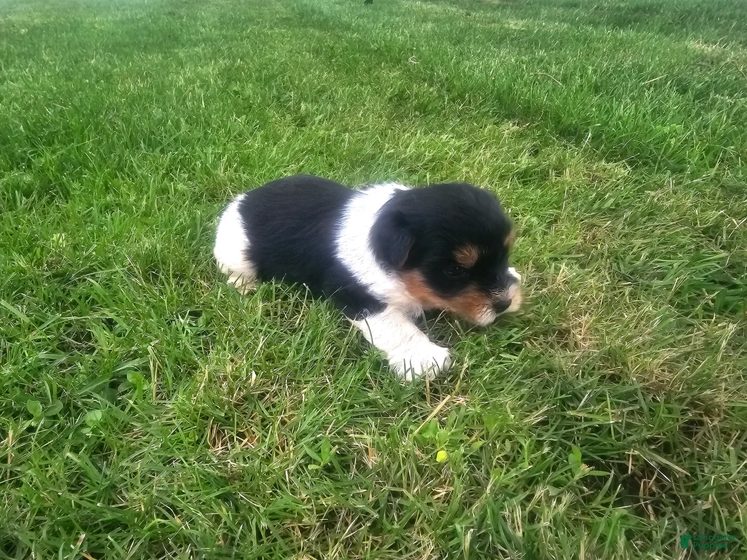 Yorkshire Terrier dogs for sale: Yorkshire Terrier Puppy 2 - Ad 1