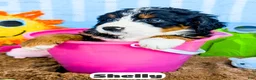 Bernedoodle dogs for sale: Shelly - Ad 11