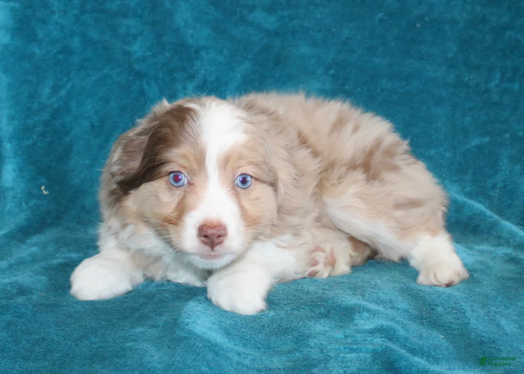 Miniature Australian Shepherd dogs for sale: Savannah - Ad 3