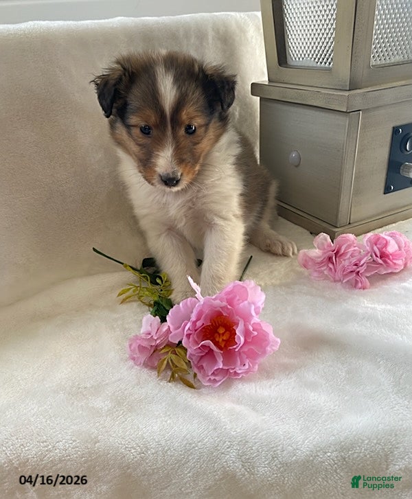 Shetland Sheepdog dogs Joy - Ad 5