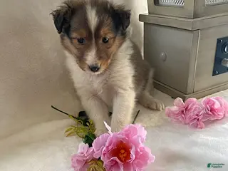 Shetland Sheepdog dogs Joy - Ad 5