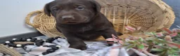 Labrador Retriever dogs for sale: Daisy - Ad 4