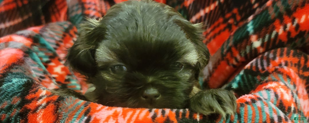 Shih Tzu dogs for sale: COOPER, Shih Tzu, Male, 10 weeks, AKC Champion Blood Line - Ad 18