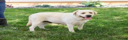 Labrador Retriever dogs for sale: Whitney - Ad 6