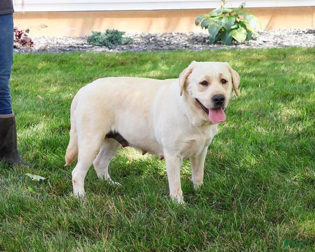 Labrador Retriever dogs for sale: Whitney - Ad 6