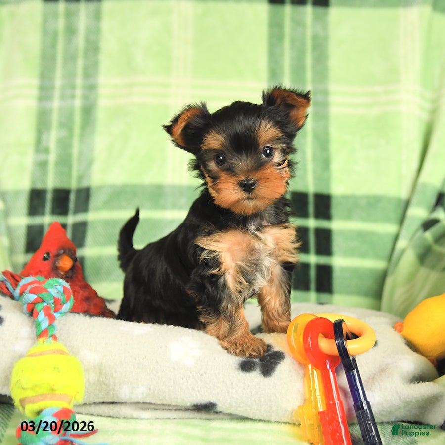Yorkshire Terrier dogs Max - Ad 1
