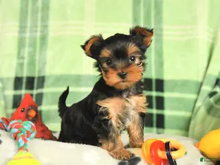 Yorkshire Terrier dogs for sale: Max - Ad 2