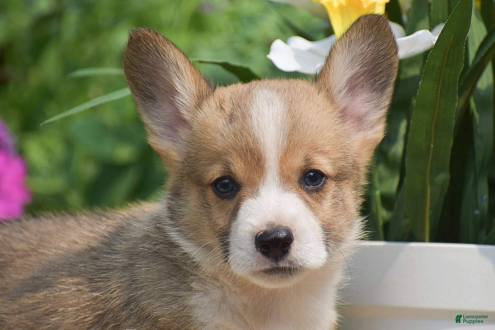 Welsh Corgi Pembroke dogs Cyrus - Ad 2