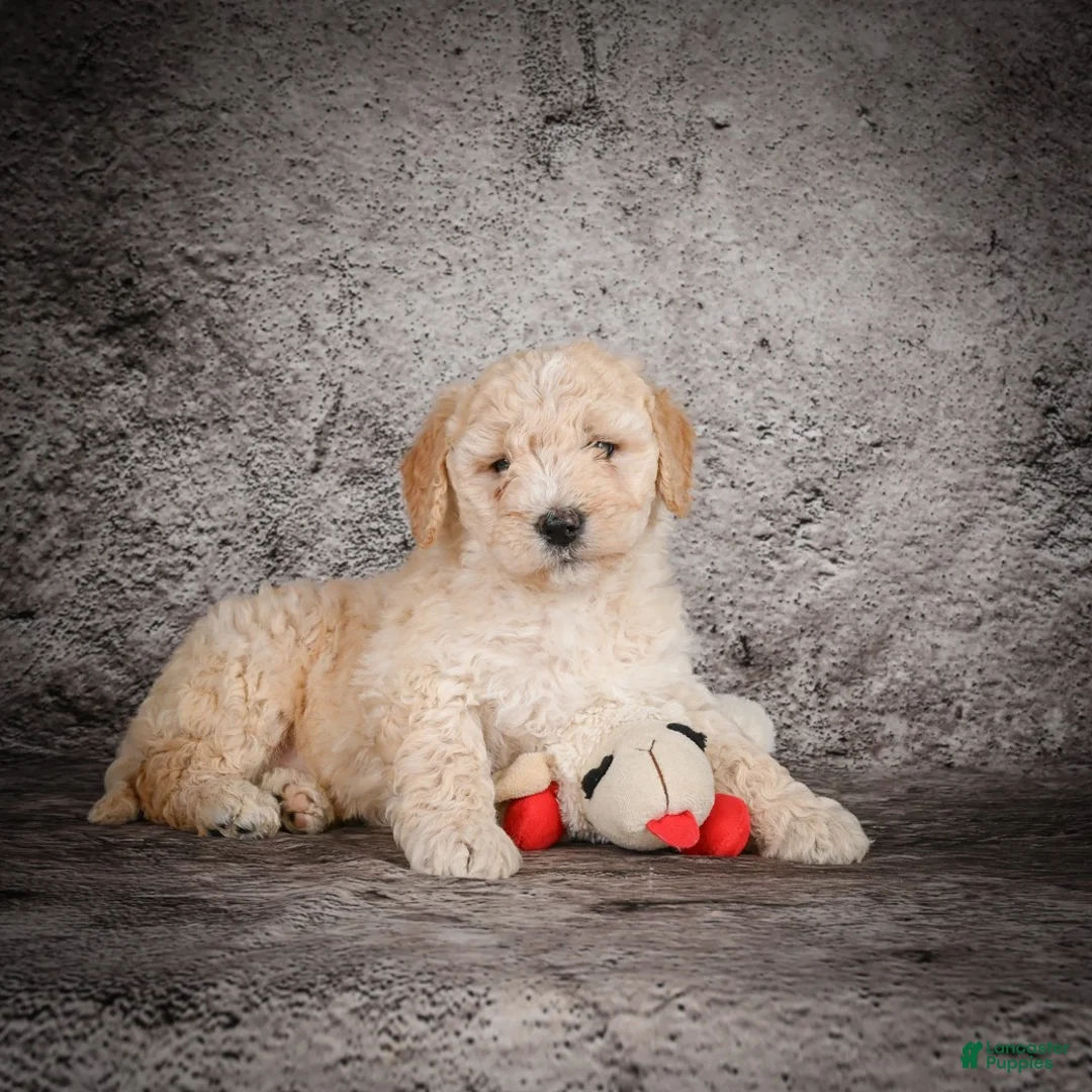 Mini Goldendoodle dogs for sale: Mavon - Ad 5