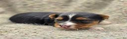 Yorkshire Terrier dogs for sale: Sunny - Ad 10