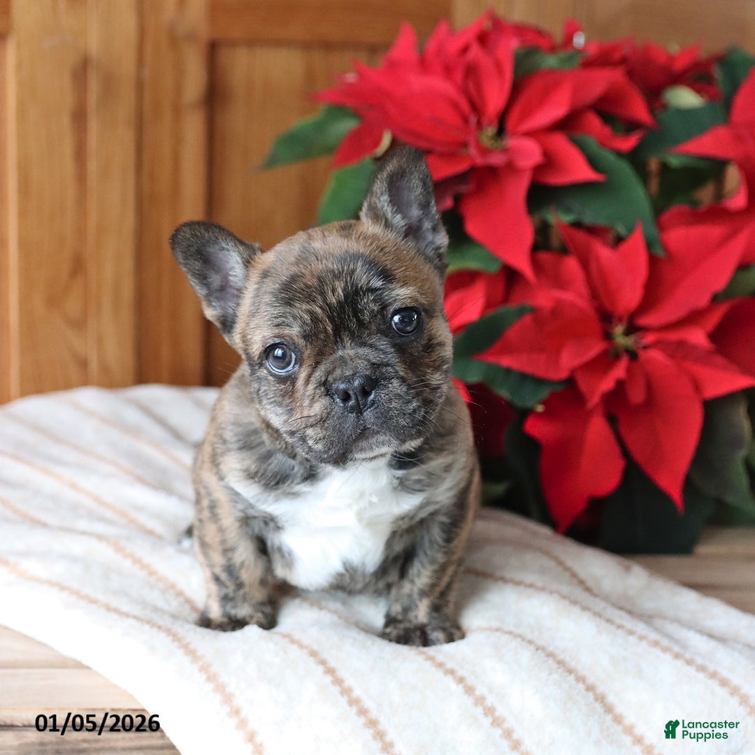 Frenchton dogs for sale: Louie - Ad 2