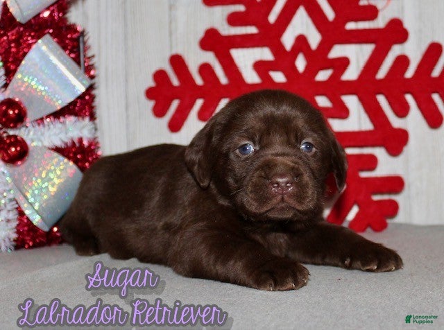 Labrador Retriever dogs Sugar - Ad 24