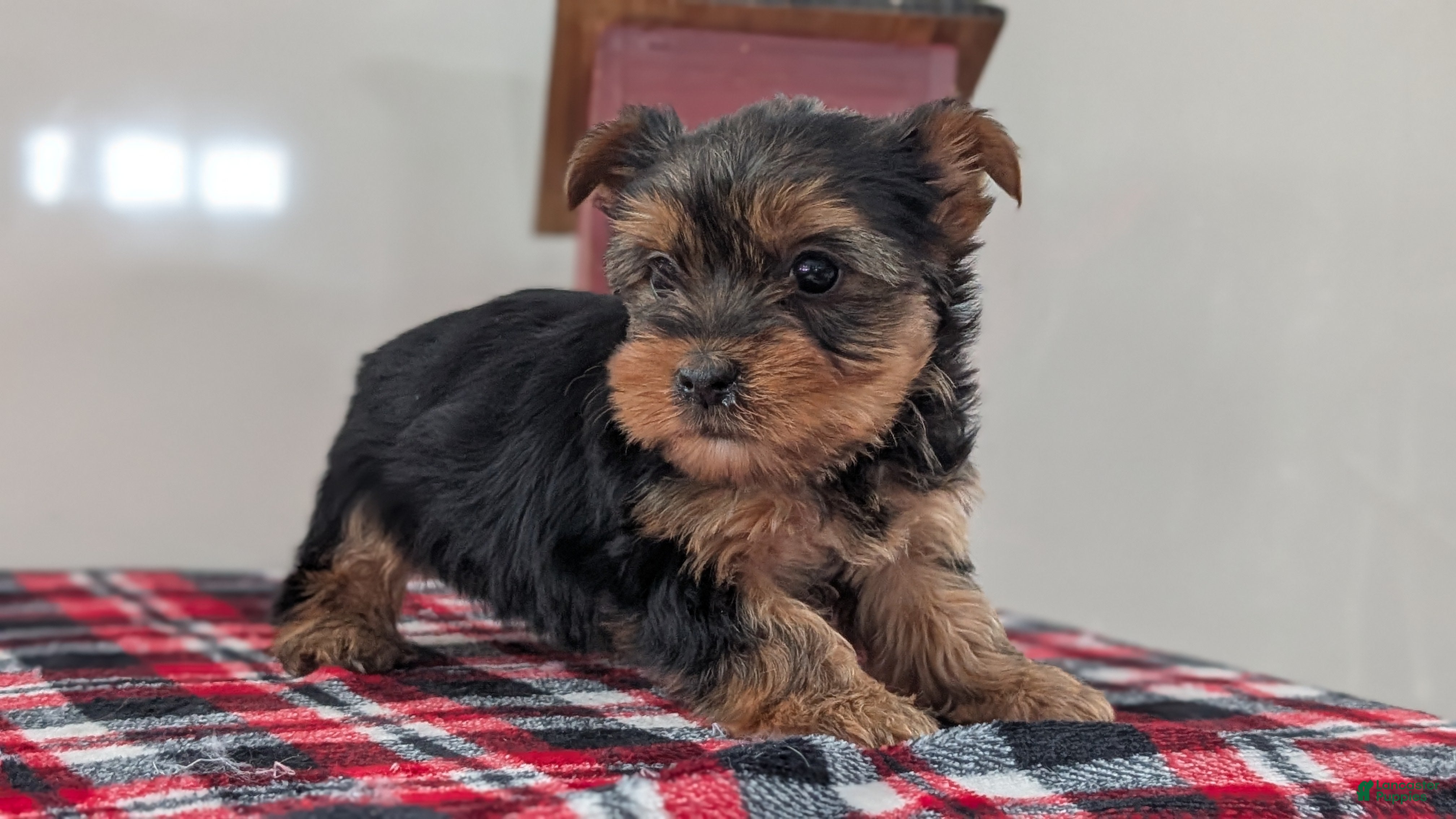 Yorkshire Terrier dogs Dakota - Ad 2