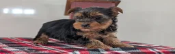Yorkshire Terrier dogs for sale: Dakota - Ad 2