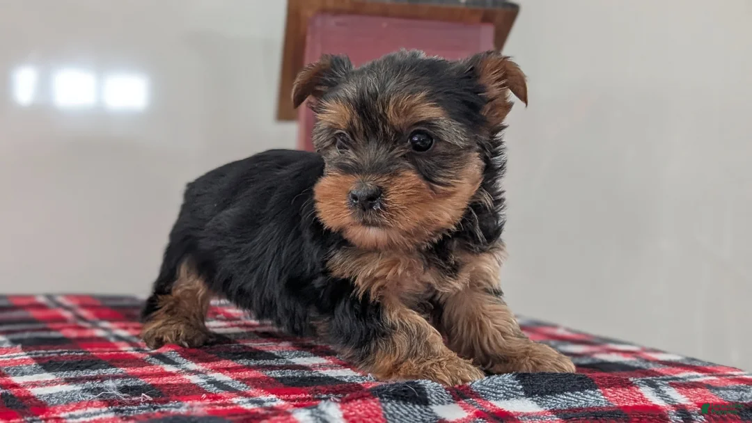 Yorkshire Terrier dogs for sale: Dakota - Ad 2