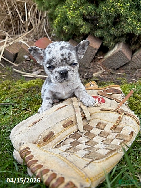 French Bulldog dogs Gia - Ad 1
