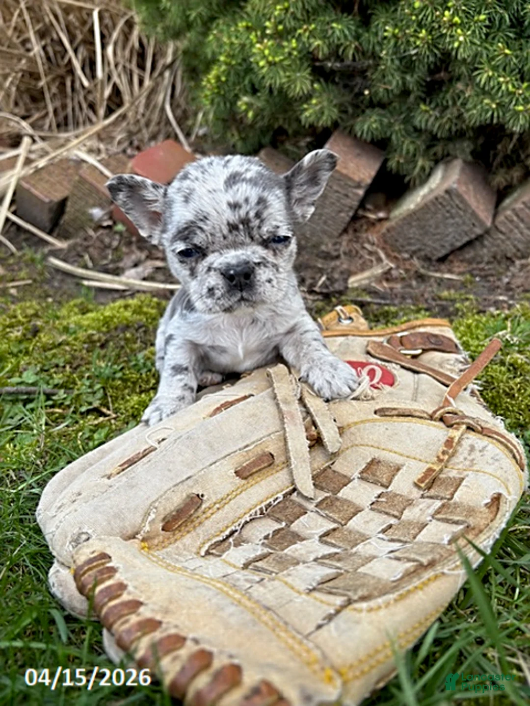 French Bulldog dogs for sale: Gia - Ad 1