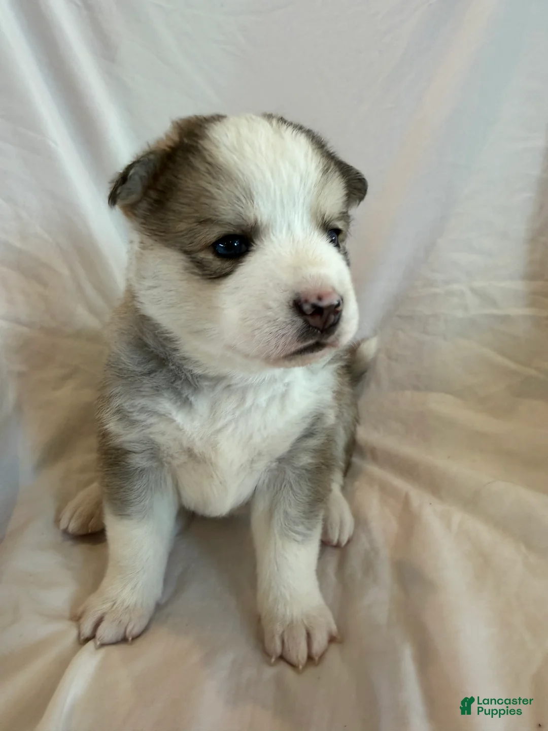 Pomsky dogs for sale: Hana - Ad 4