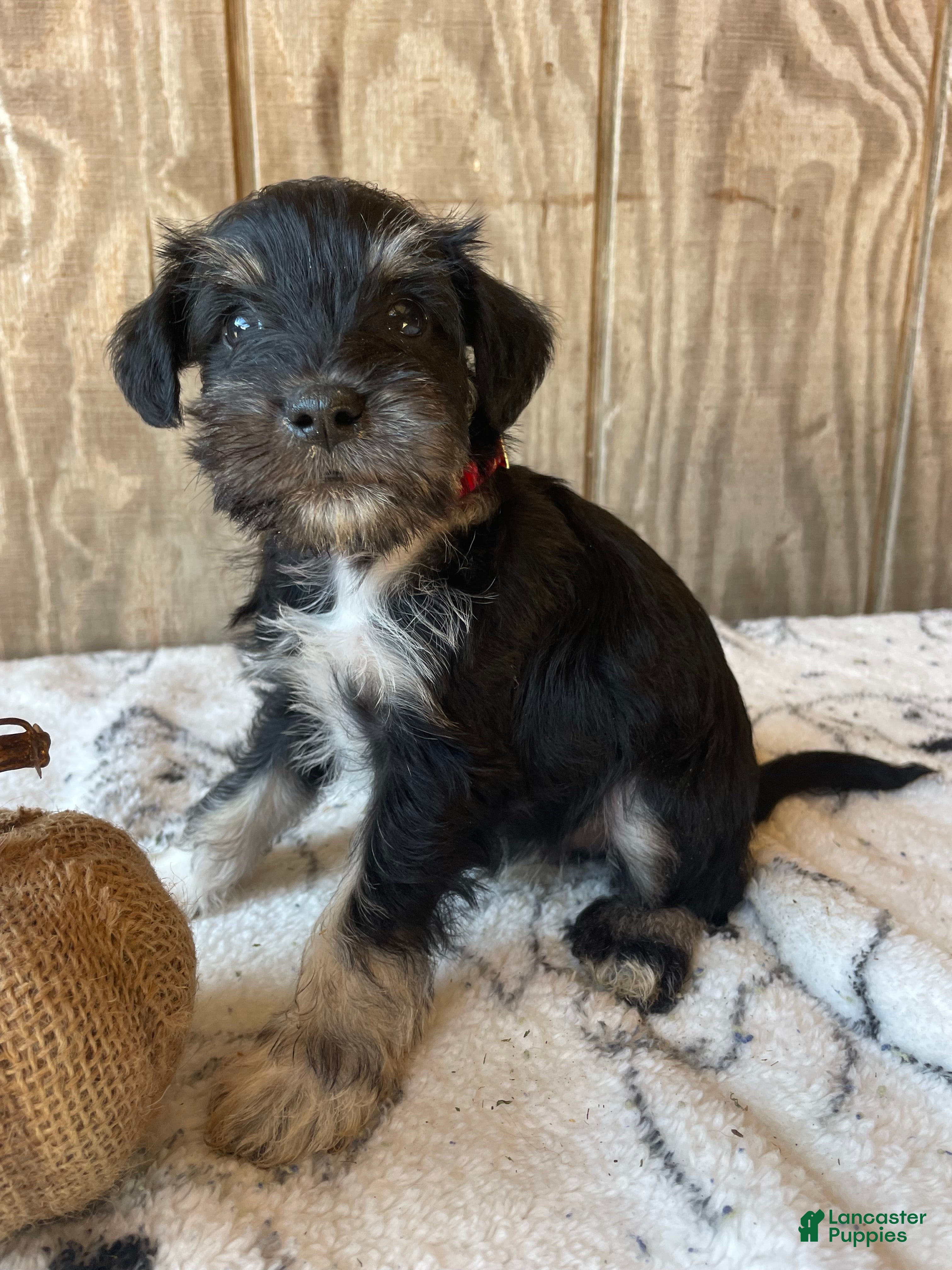 Miniature Schnauzer dogs Monty - Ad 1