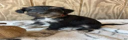 Miniature Schnauzer dogs for sale: Monty - Ad 1