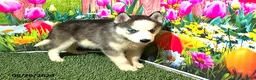 Siberian Husky dogs for sale: Bella - Ad 4