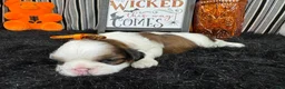 Shih Tzu dogs for sale: Shih Tzu 4 - Ad 3