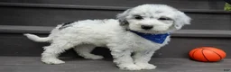 Sheepadoodle dogs for sale: Milo-MEDIUM - Ad 3