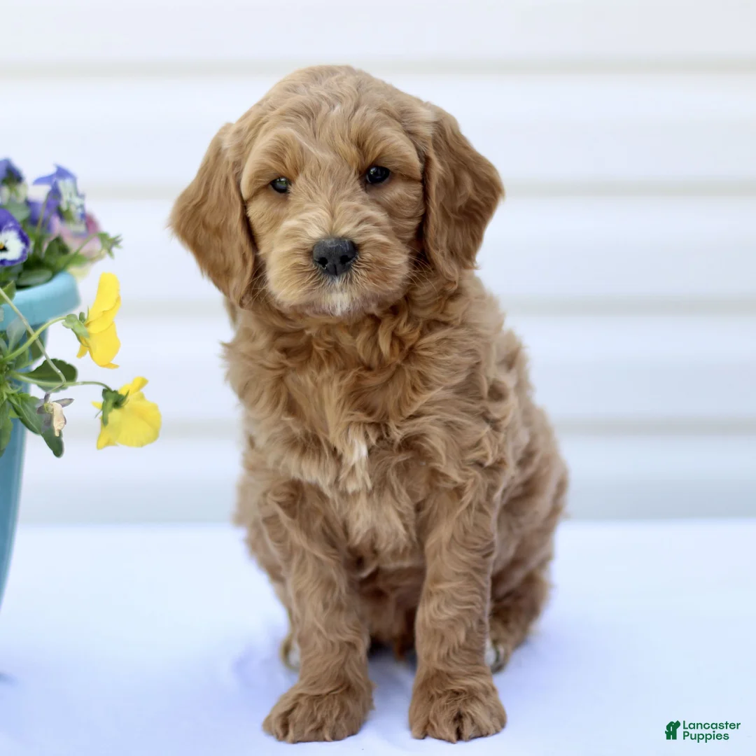 Mini Goldendoodle dogs for sale: Super  - Ad 1