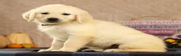 Golden Retriever dogs for sale: Grady - Ad 4