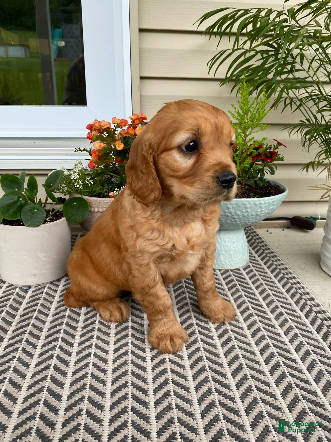 Miniature Golden Retriever dogs for sale: Moose - Ad 2