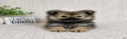 Pomeranian dogs for sale: Bear - Ad 3