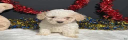 Toy Poodle dogs for sale: Biscuit - Ad 5