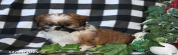 Shih Tzu dogs for sale: Darrin - Ad 2