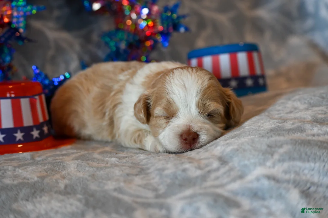 Havapoo dogs for sale: Cody - Ad 1
