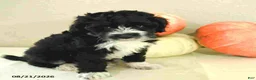 Mini Bernedoodle dogs for sale: Malik - Ad 4