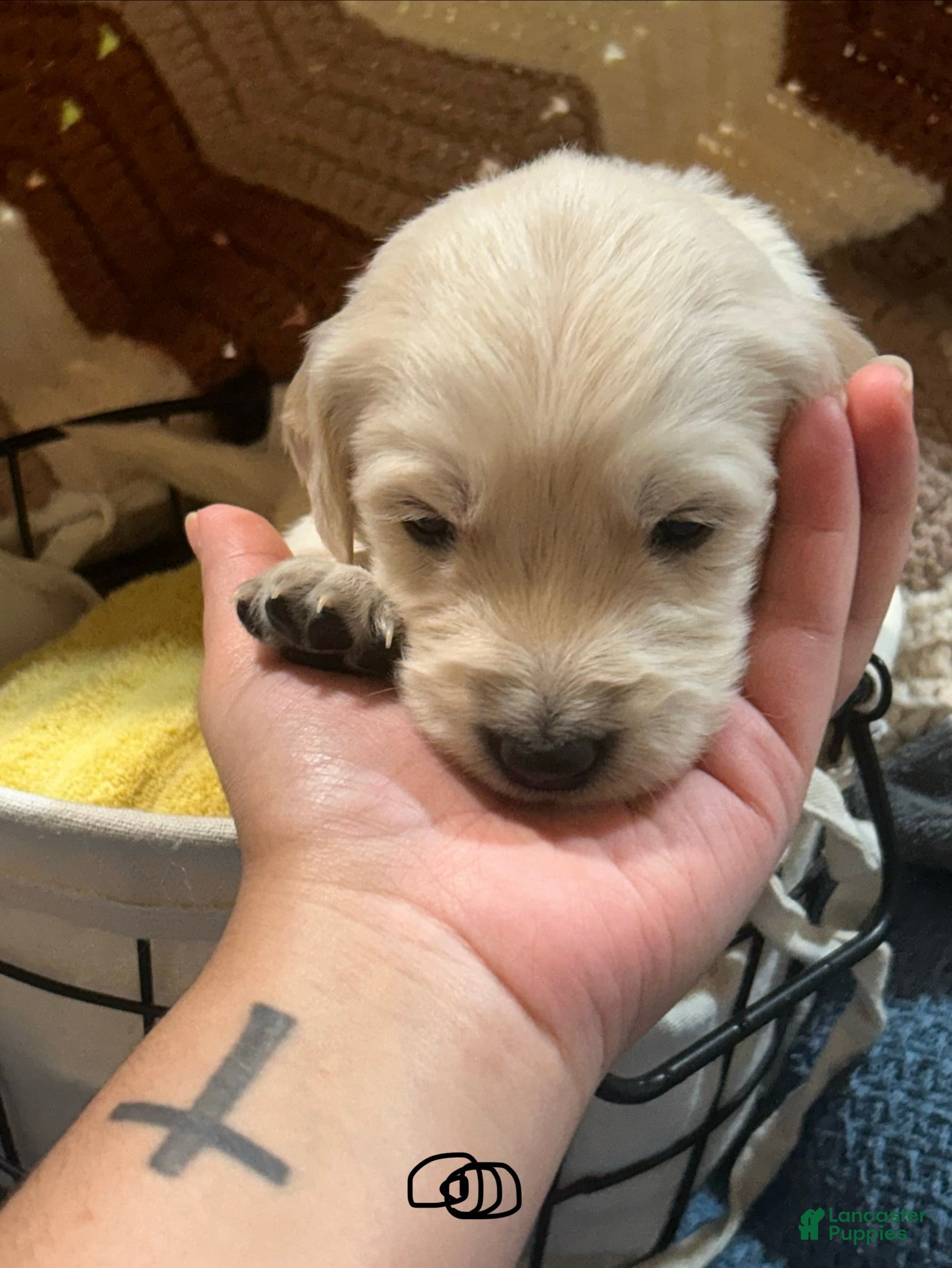 Golden Retriever dogs for sale: Black collar- Sonic  - Ad 3