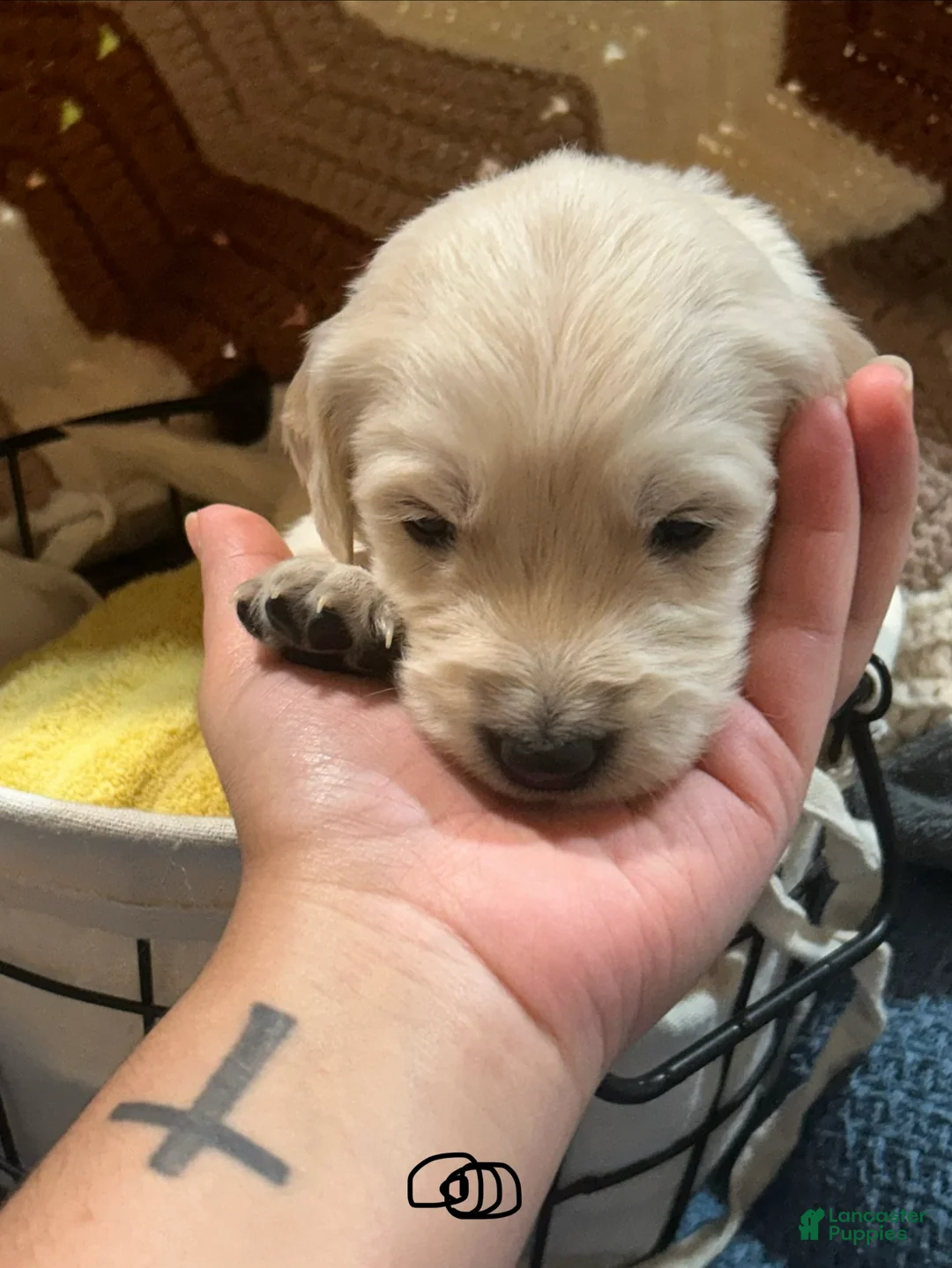 Golden Retriever dogs for sale: Black collar- Sonic  - Ad 1