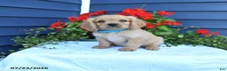 Miniature Golden Retriever dogs for sale: Jerry - Ad 1