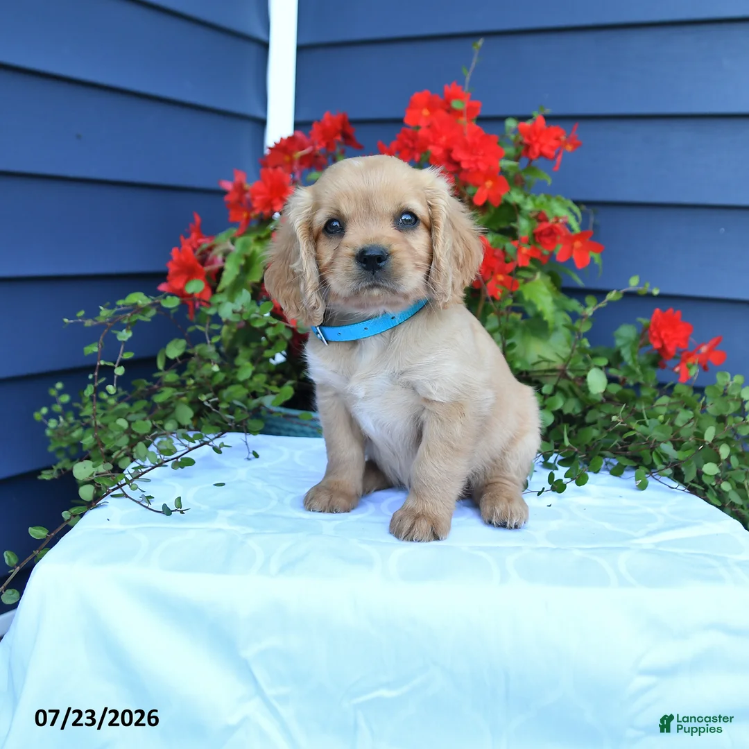 Miniature Golden Retriever dogs for sale: Jerry - Ad 1