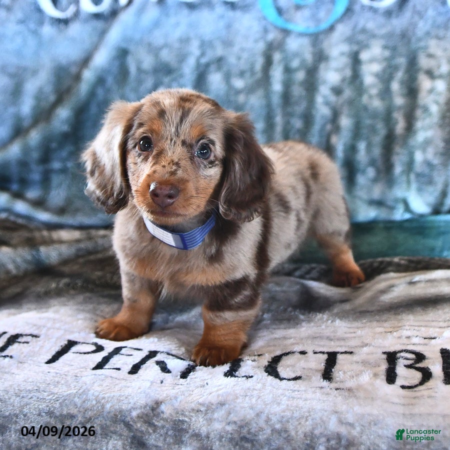 Miniature Dachshund dogs Cooper - Ad 2