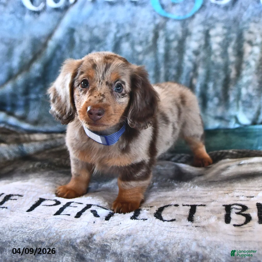 Miniature Dachshund dogs for sale: Cooper - Ad 2