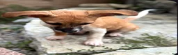 Chiweenie dogs for sale: Rosie - Ad 3
