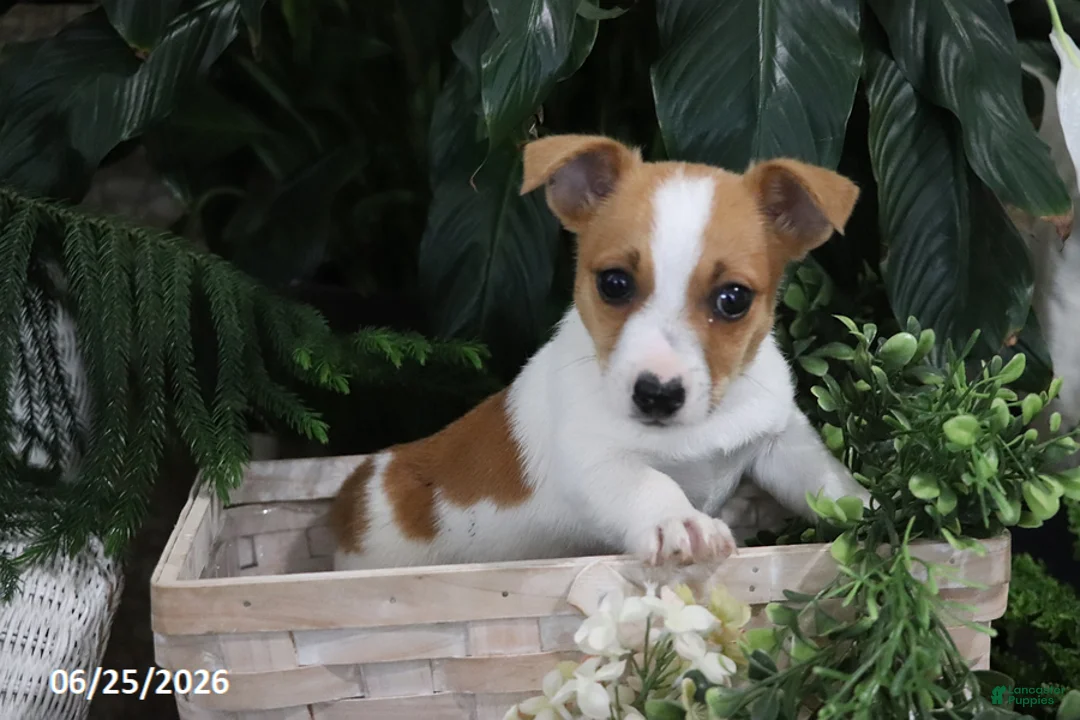 Jack Russell Terrier dogs for sale: Bingo - Ad 4