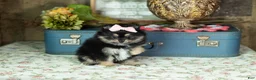 Pomeranian dogs for sale: Reese - Ad 2