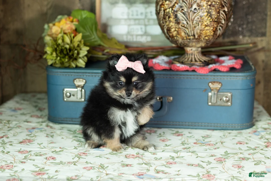 Pomeranian dogs for sale: Reese - Ad 2